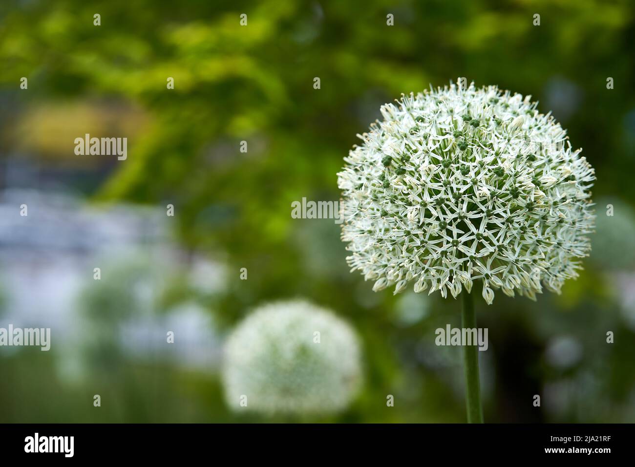 Fokus auf weißem Allium-Blütenkopf im Vordergrund mit weichem Grün im Hintergrund Stockfoto
