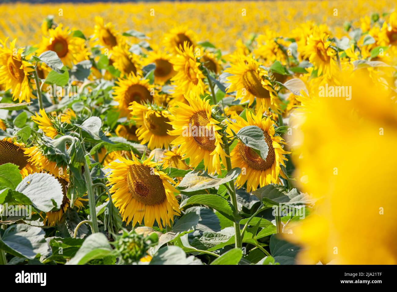 Schöne Sonnenblumen im Sommer, ein landwirtschaftliches Feld, auf dem Sonnenblumen für die Ölproduktion angebaut werden Stockfoto