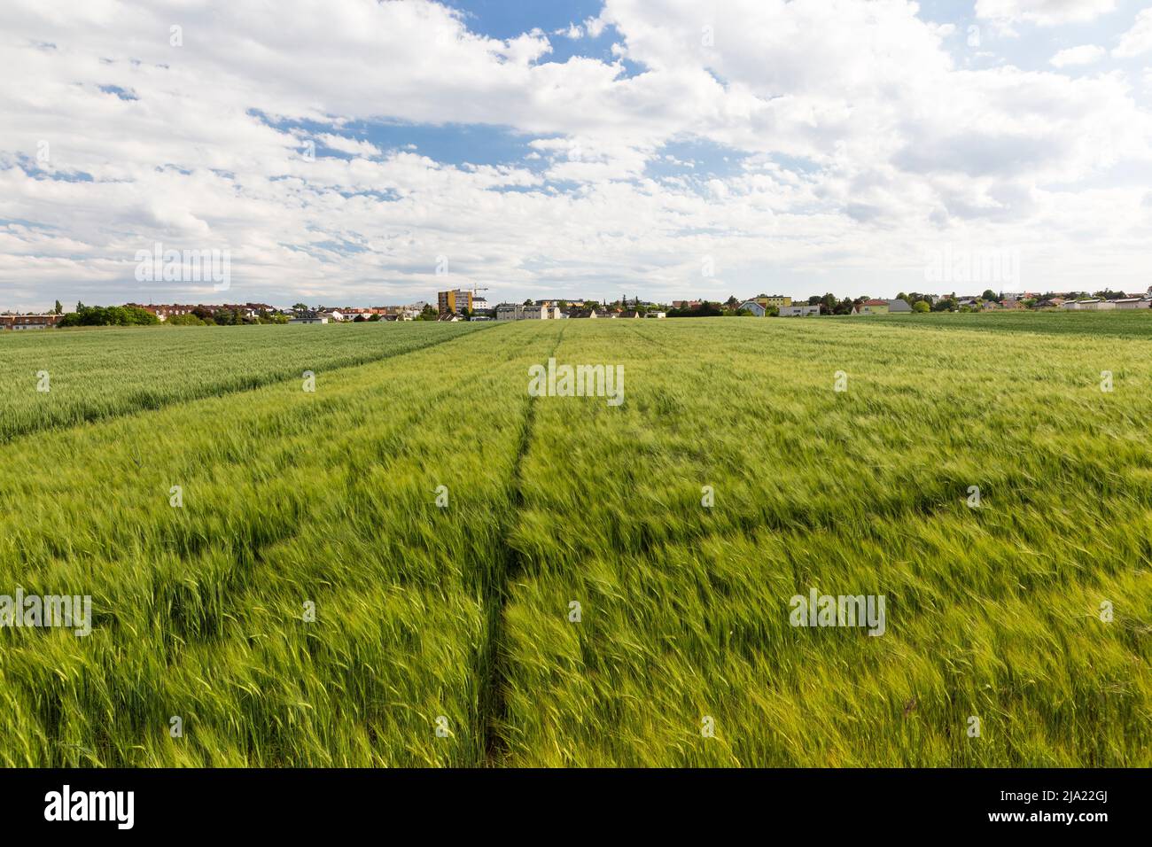 Felder im Marchfeld, Bezirk Gänserndorf, Niederösterreich, Österreich Stockfoto