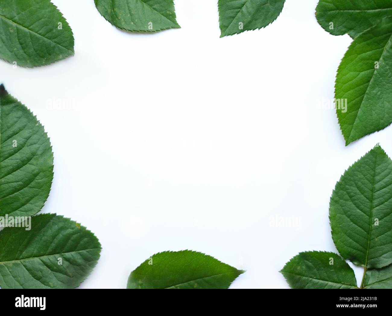 Hinterlässt die Komposition. Rahmen aus grünen Blättern auf weißem Hintergrund. Hochzeitstag, Muttertag und Frauentag Konzept Stockfoto