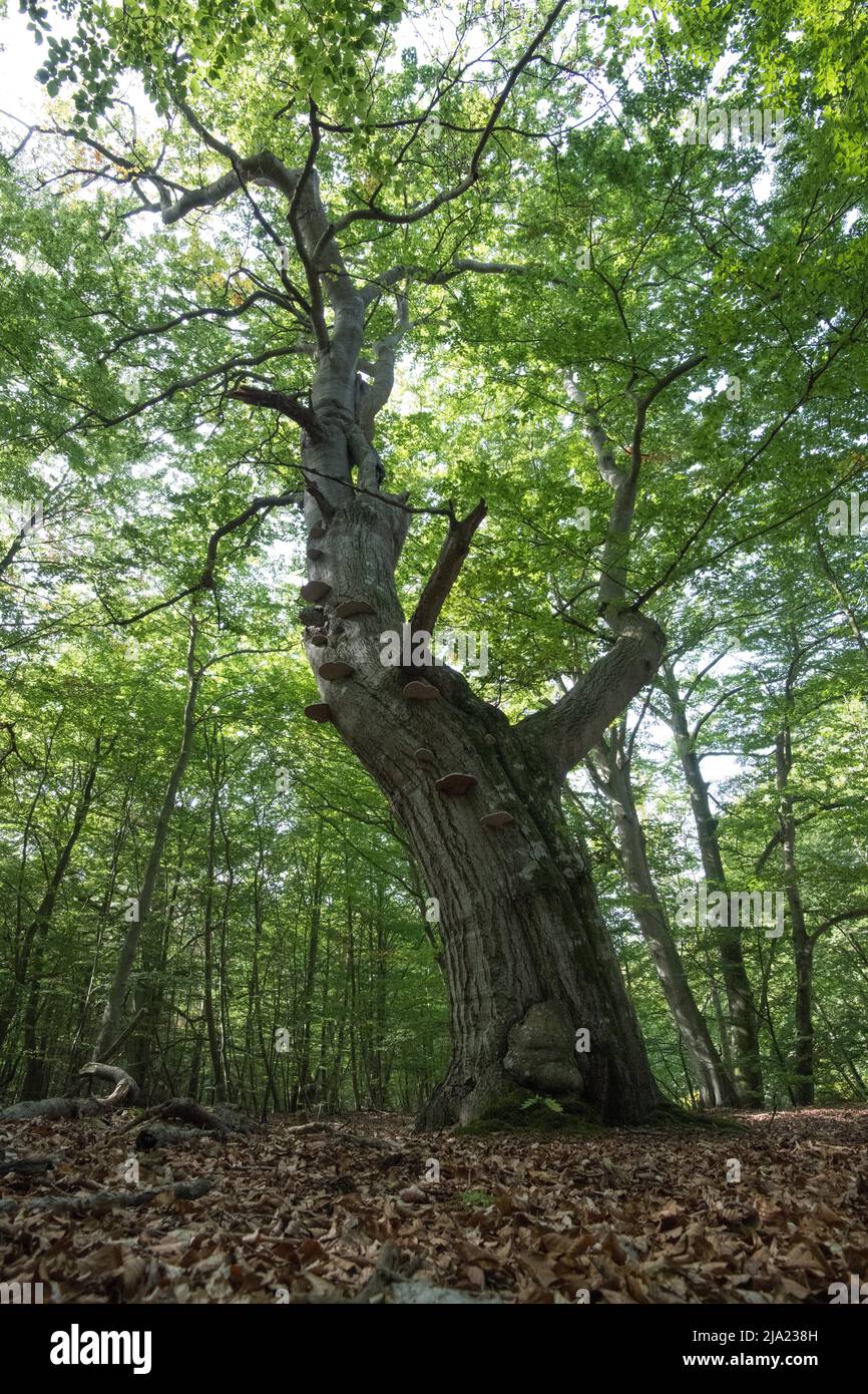 Urwald Wichtiges biotop -Fotos und -Bildmaterial in hoher Auflösung – Alamy