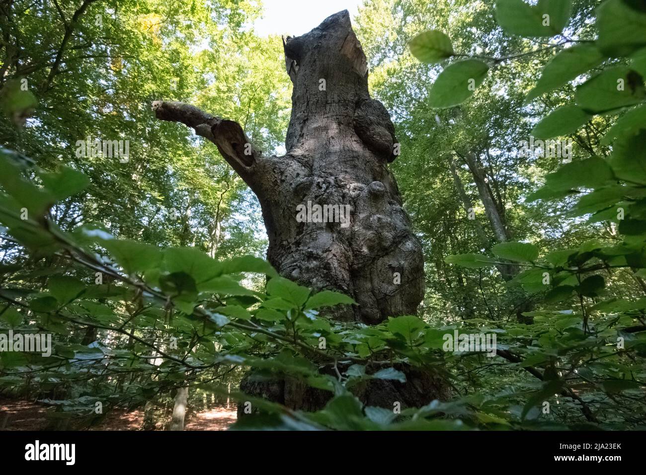 Stehendes Totholz im Urwald von Darss, Totholz als wichtiges kleines Biotop zur Steigerung der Biodiversität, Vorpommersche Boddenlandschaft Stockfoto