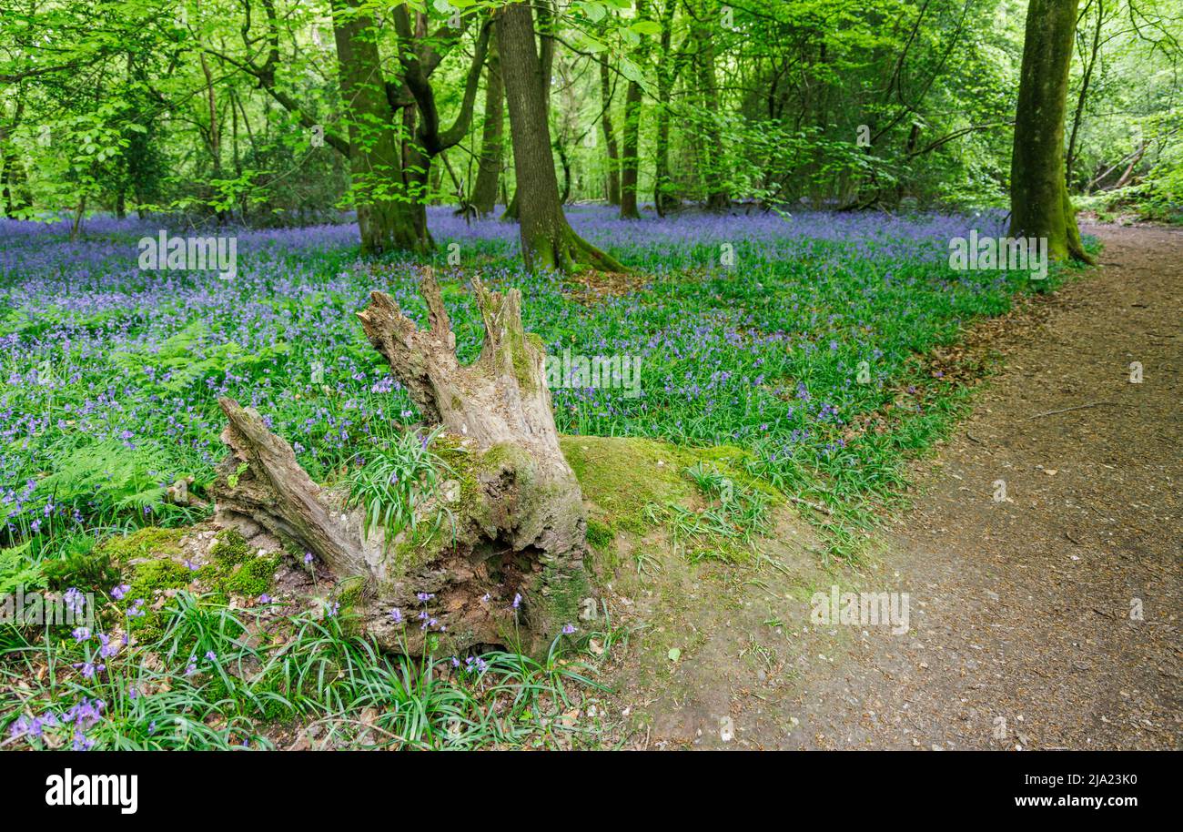 Baumstumpf und englische Bluebells (Hyacinthoides non-scripta) blühen im Frühjahr bei White Down in der Surrey Hills Area of Outstanding Natural Beauty Stockfoto
