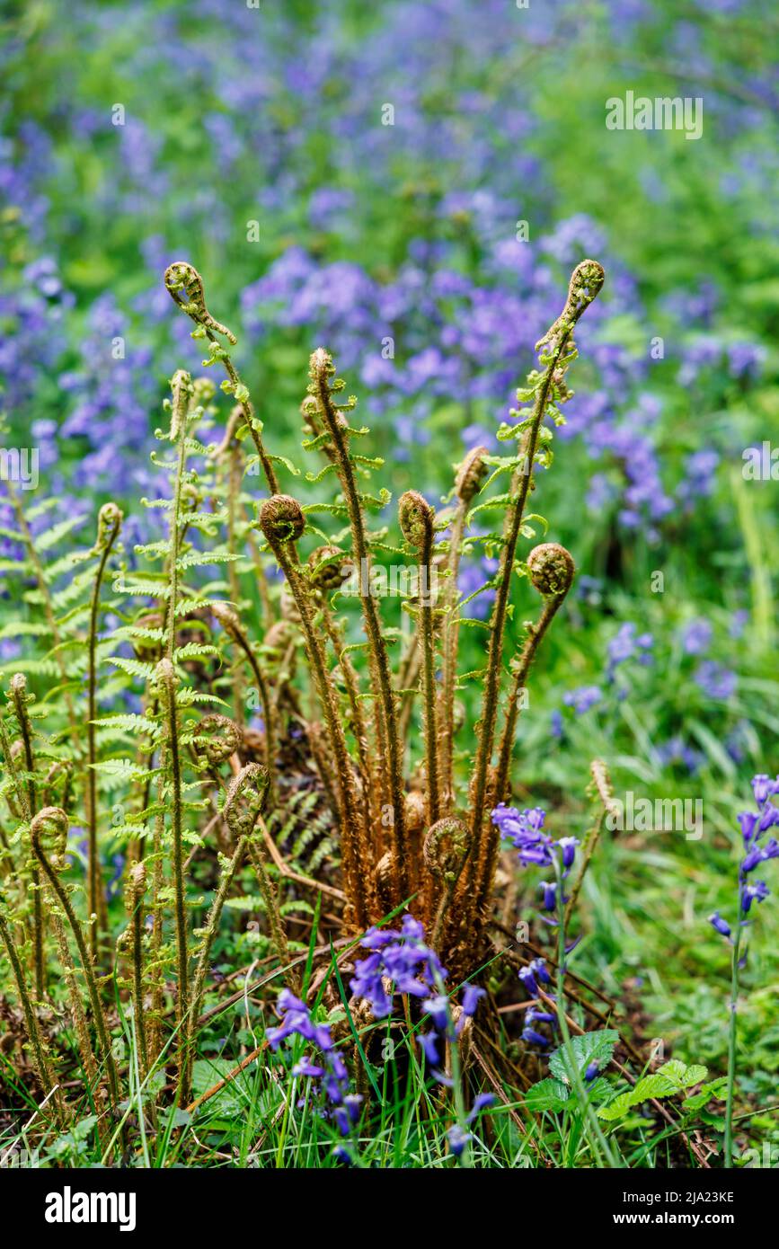 Die Entfaltung von Farnen in englischen Bluebells (Hyacinthoides non-scripta) blüht im Frühjahr bei White Down, Surrey Hills Area of Outstanding Natural Beauty Stockfoto