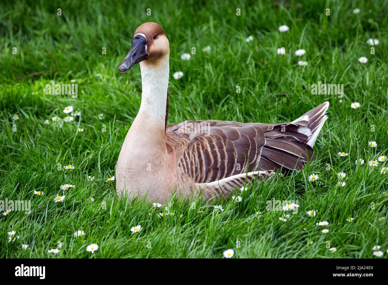 Schwanengans (Anser cygnoides), im Gras sitzend, Zoo Karlsruhe, Baden-Württemberg, Deutschland Stockfoto