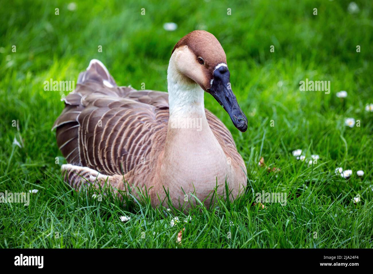 Schwanengans (Anser cygnoides), im Gras sitzend, Zoo Karlsruhe, Baden-Württemberg, Deutschland Stockfoto