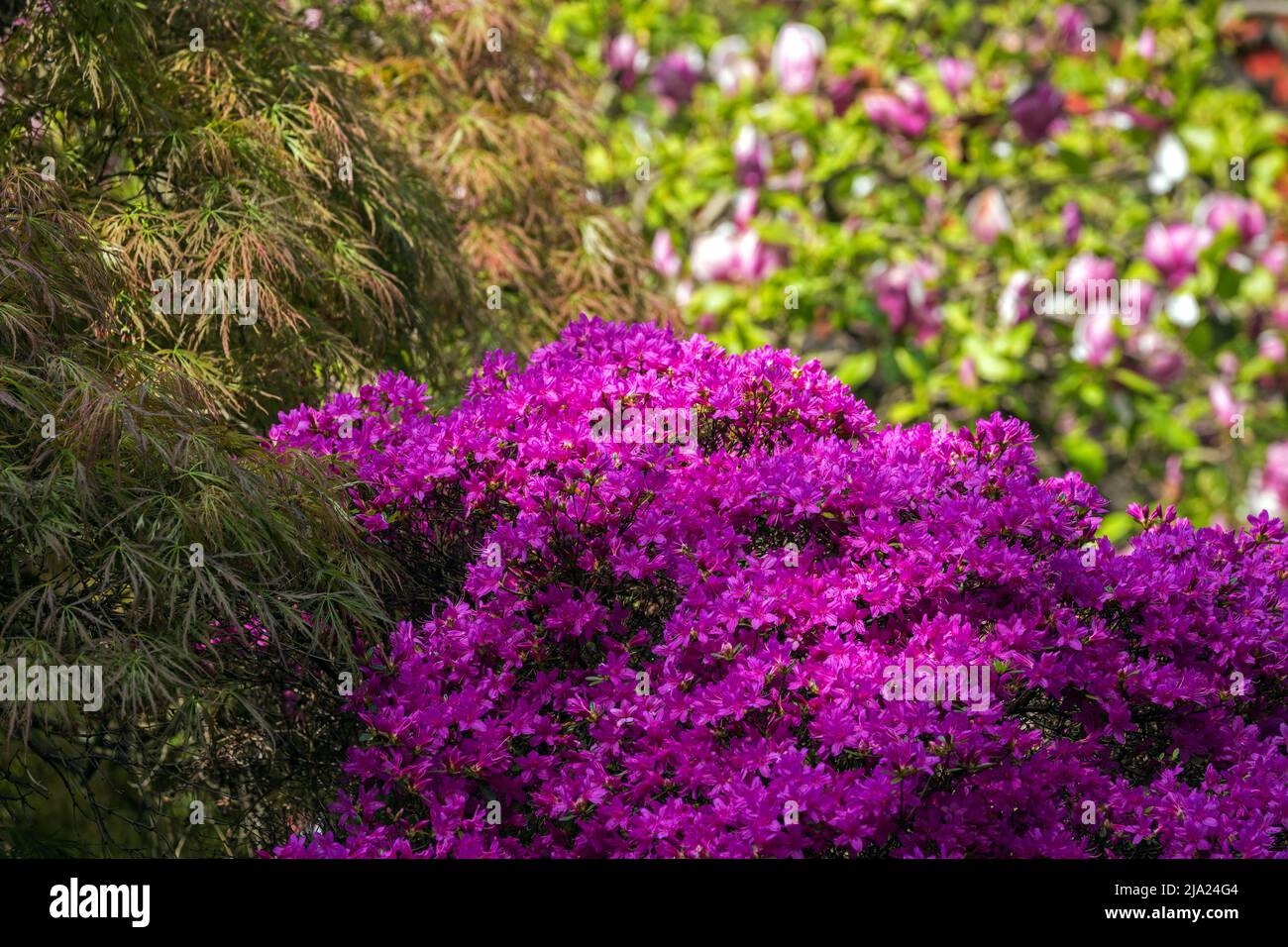 Blühende Pflanzen im Japanischen Garten, Zoologischer Stadtgarten, Karlsruhe, Baden-Württemberg, Deutschland Stockfoto