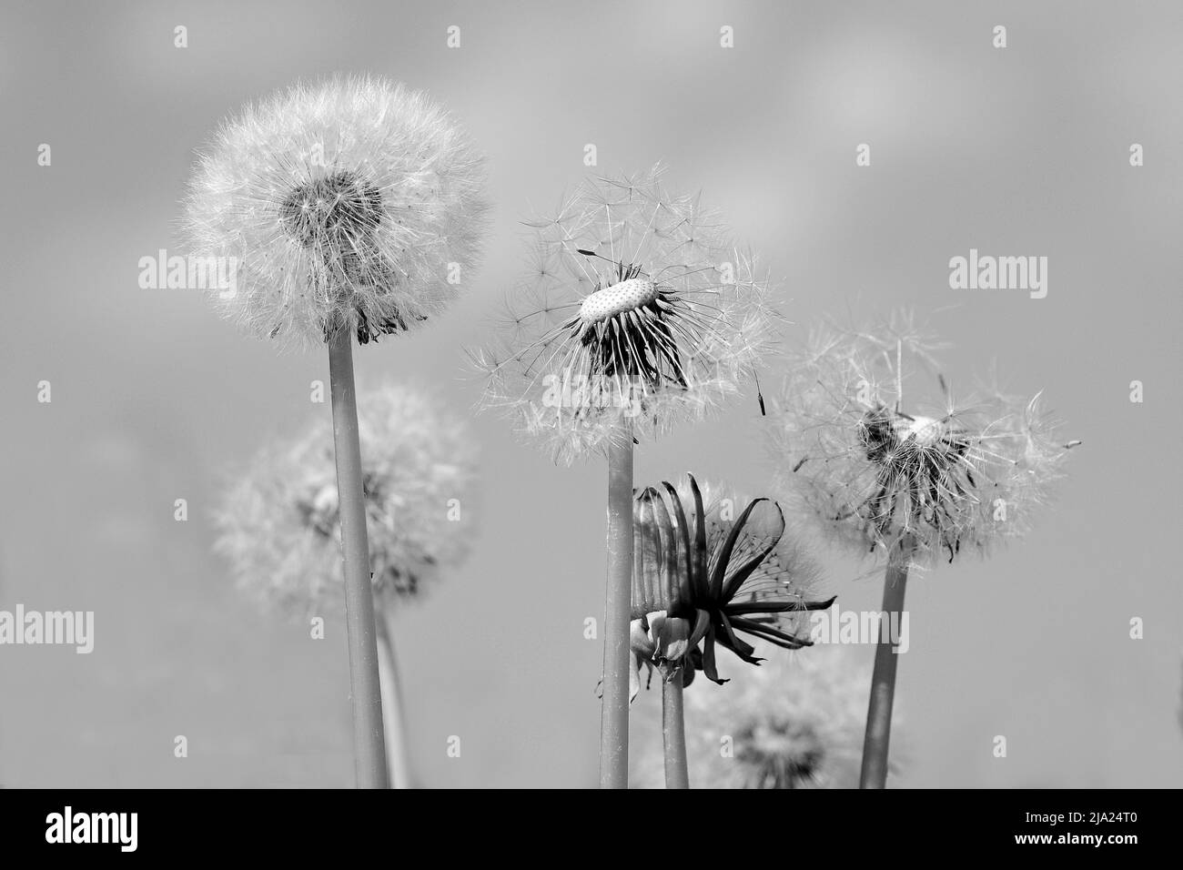Löchzapfen, Samenkopf, Löchzapfen (Taraxacum), schwarz und weiß Stockfoto