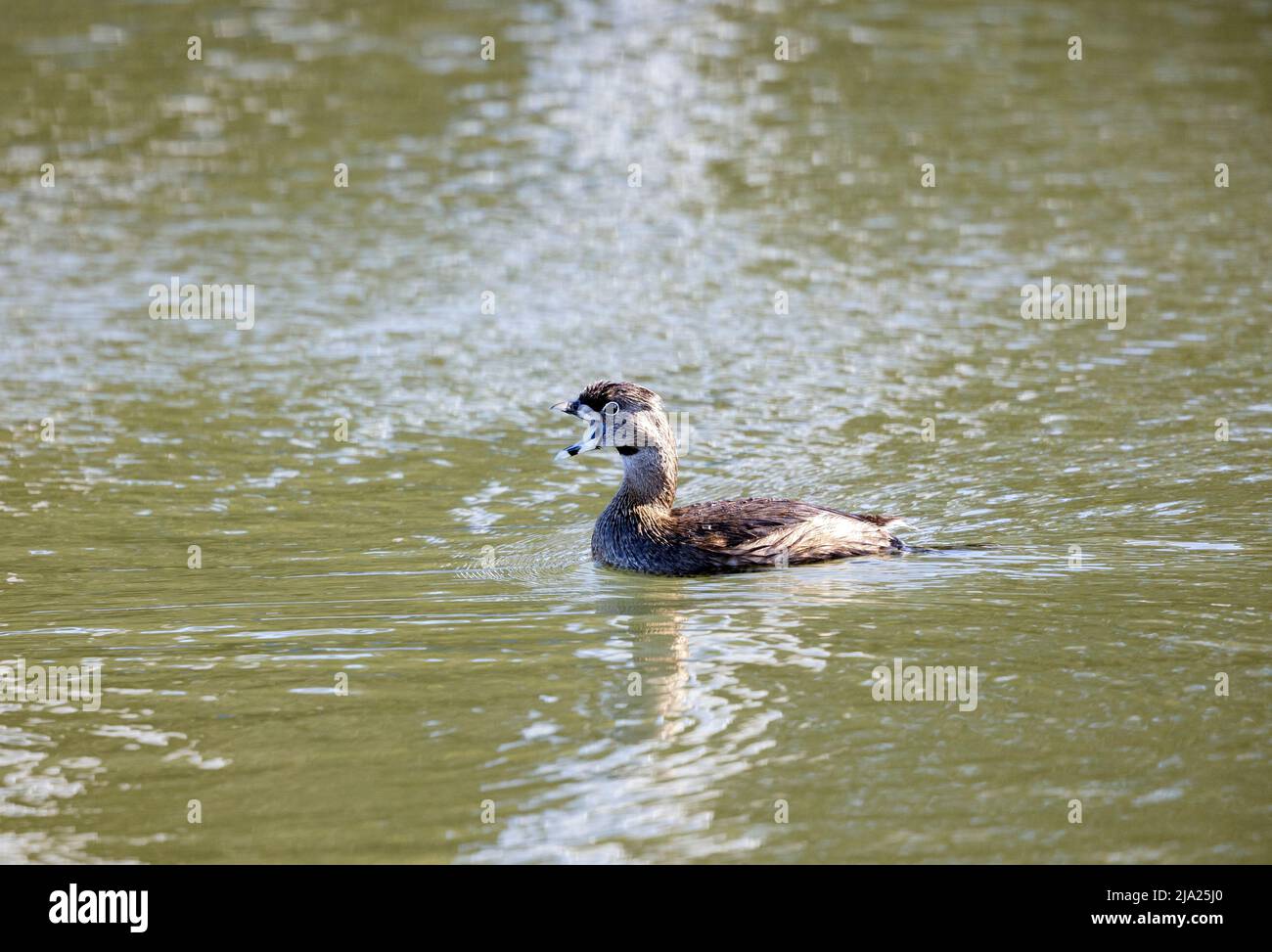 Pied Billed Grebe gähnend Stockfoto