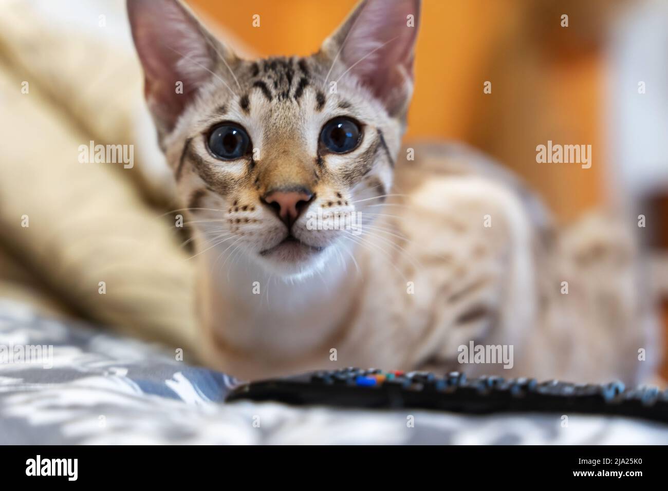 Hauskatze liegt auf dem Bett. Mischung aus bengalischen, orientalischen Rassen Stockfoto