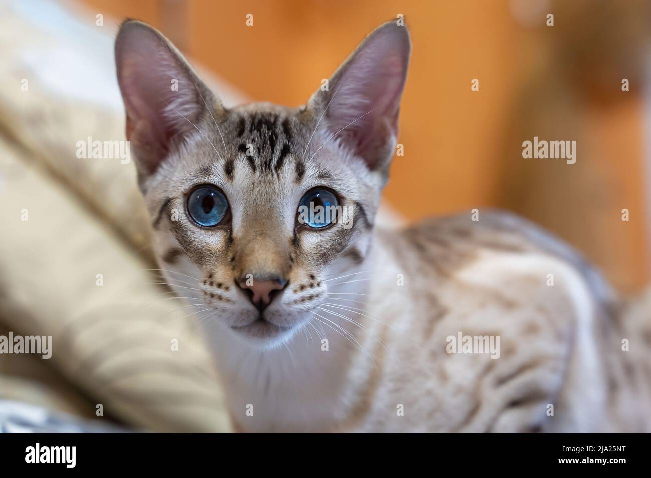 Hauskatze liegt auf dem Bett. Mischung aus bengalischen, orientalischen Rassen Stockfoto