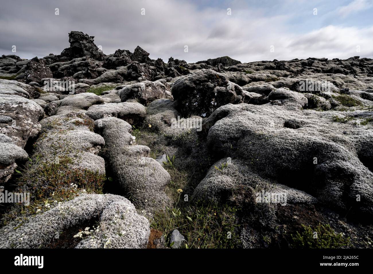 Lavagestein mit Moos überwuchert, Lavafeld, Reykjanes Peninsula, Island Stockfoto