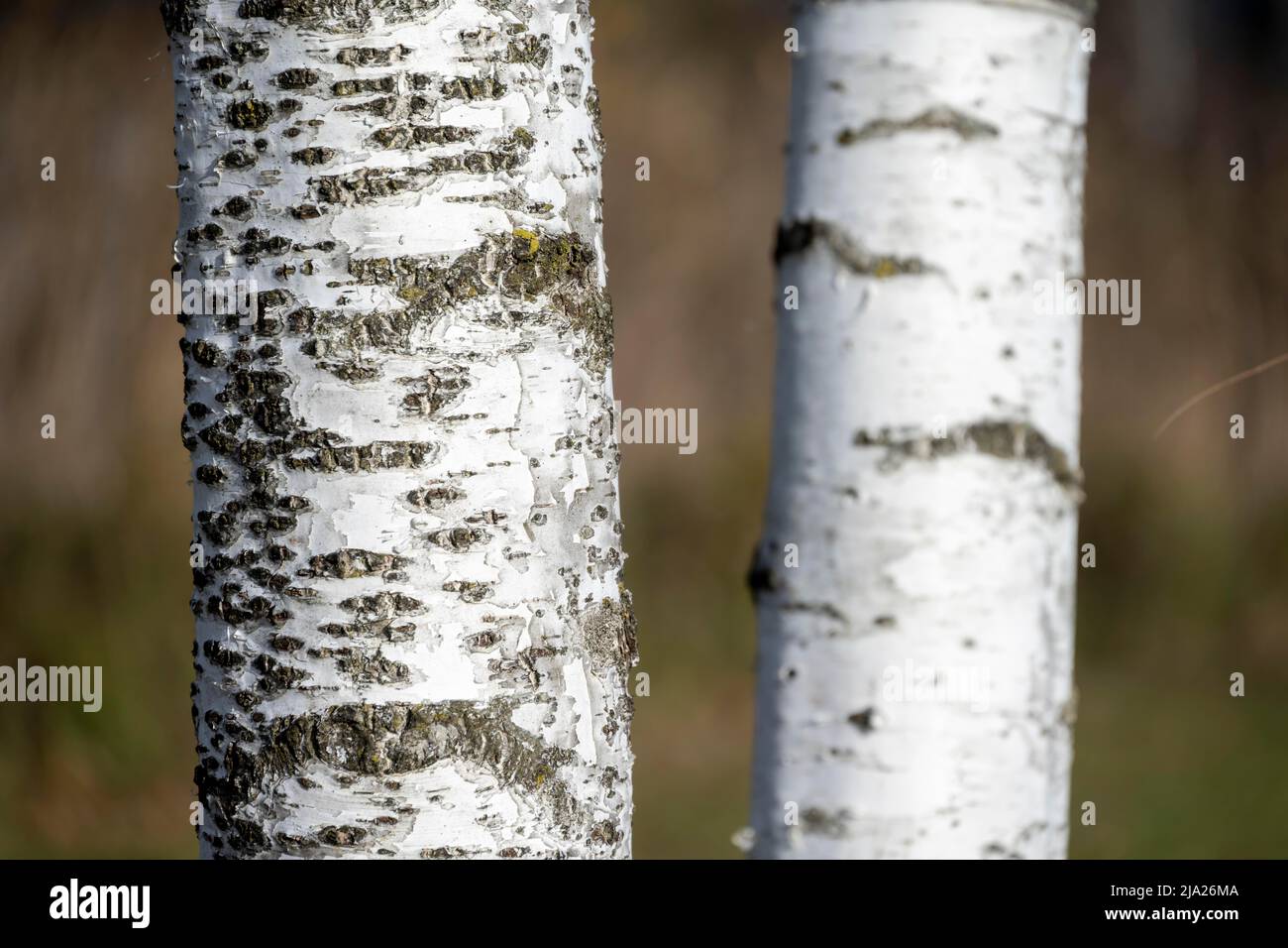 Weiß-schwarzer Birkenstamm Stockfoto