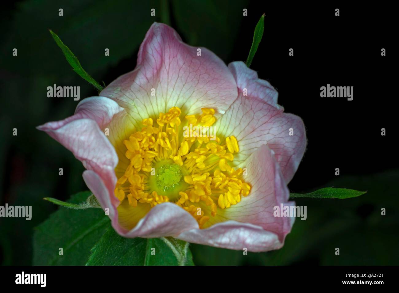 Nahaufnahme einer Hunderose (Rosa canina), Berlin, Deutschland Stockfoto