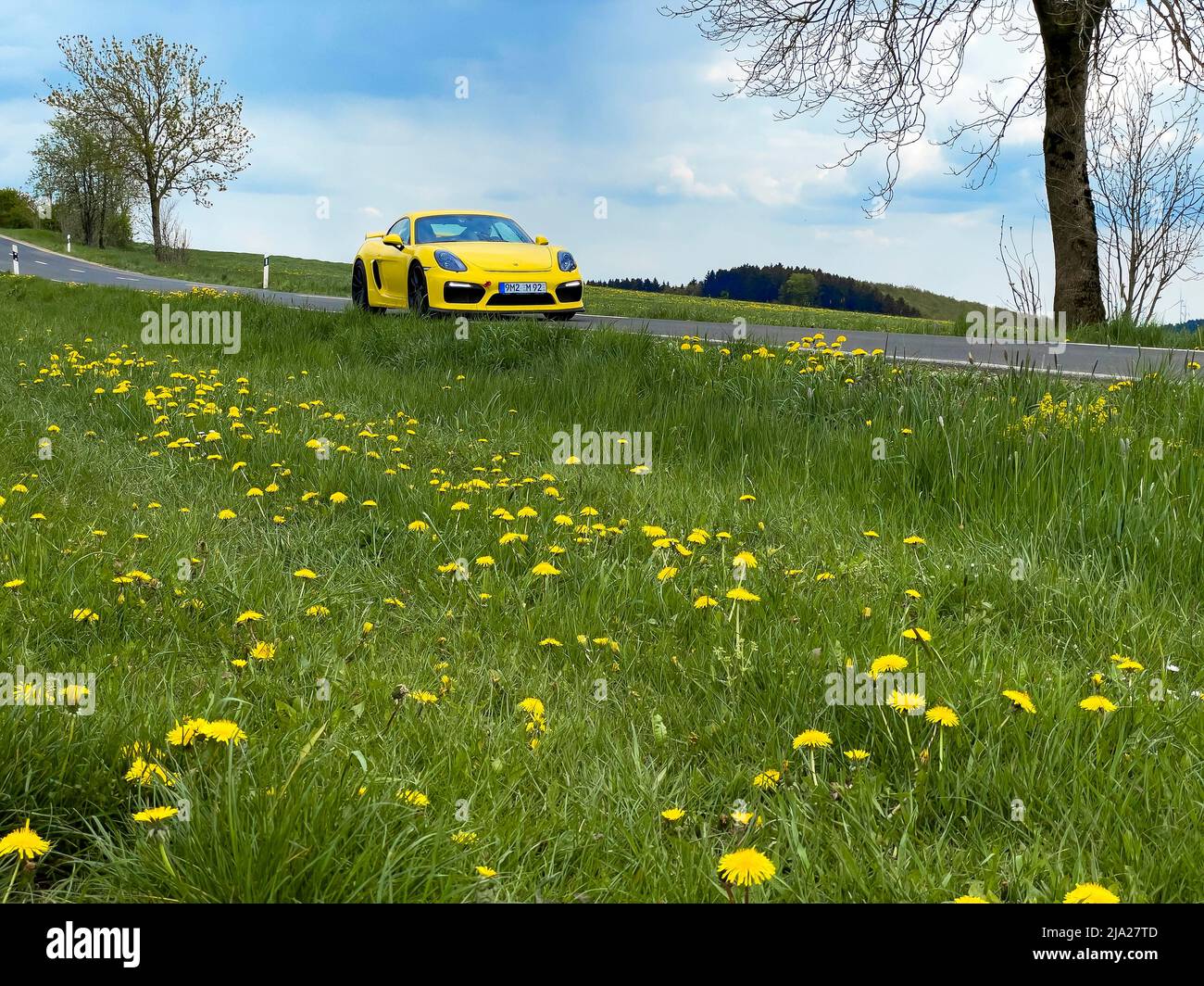 Gelber Porsche GT4 Sportwagen auf Landstraße, im Vordergrund Blumenwiese mit Falkenbits (Leontodon), Deutschland Stockfoto