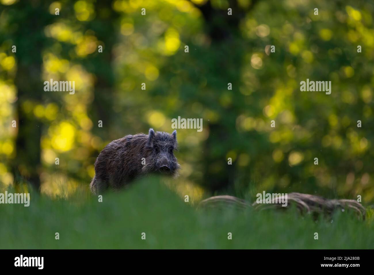 Wildschwein (Sus scrofa), Aussaat auf einer Wiese im Frühjahr, Bitburg, Eifel, Deutschland Stockfoto