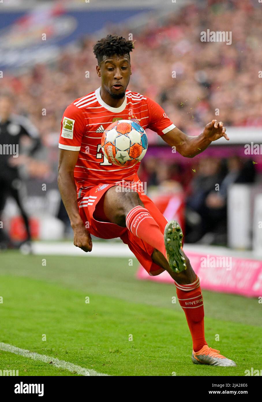Kingsley Coman FC Bayern München FCB auf dem Ball, Action, Cut-Out, Allianz Arena, München, Bayern, Deutschland Stockfoto