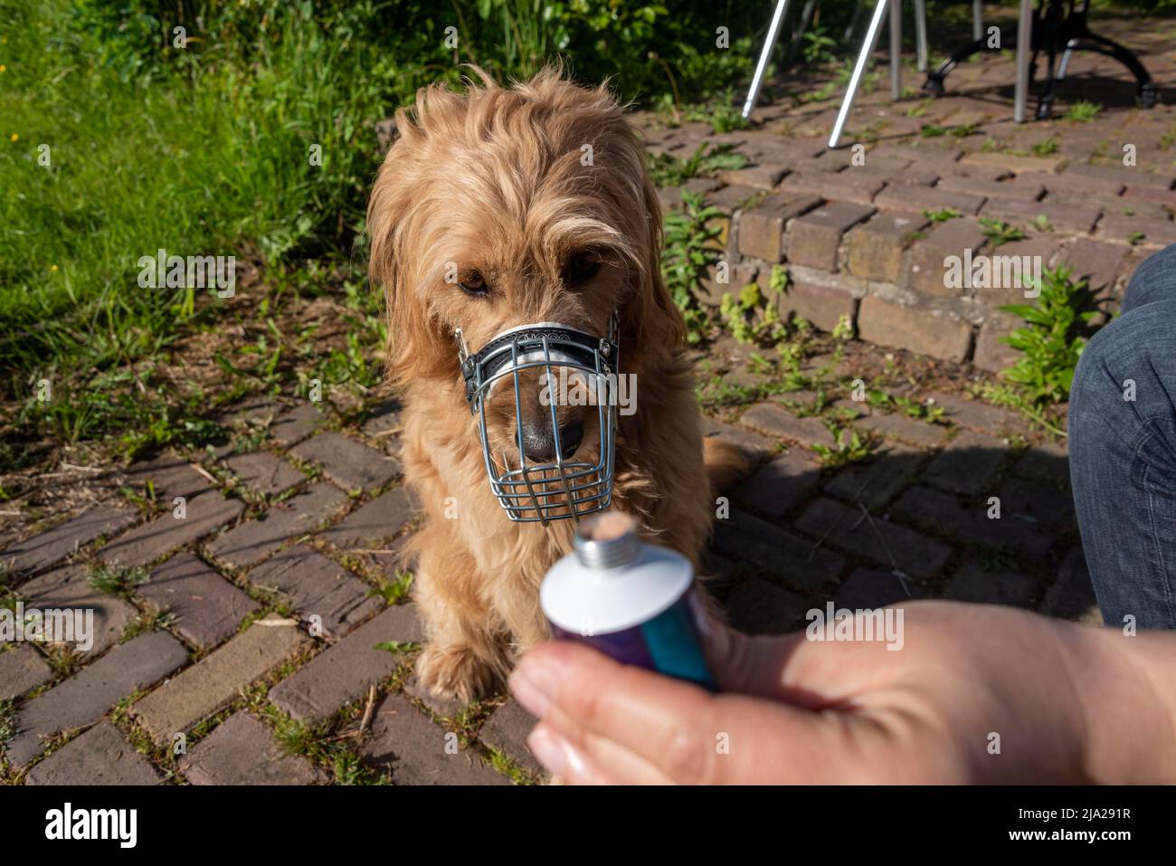 Maulkorb Hund, Schnauztraining, Amsterdam, Niederlande Stockfoto