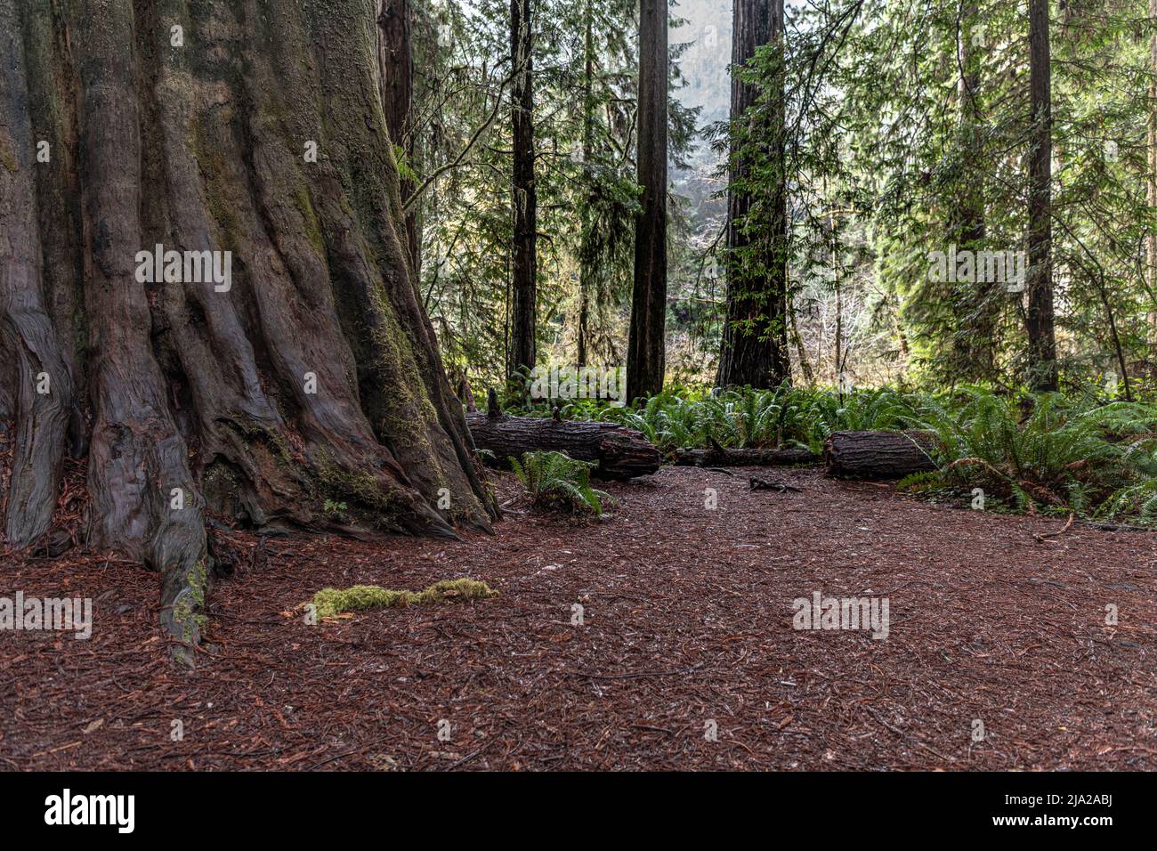 Californias Giant Redwoods Forest Stockfoto
