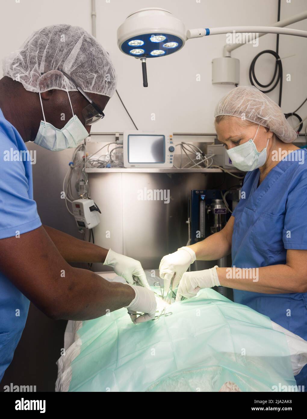 Tierärzte während der Operation in einer Tierklinik Stockfoto