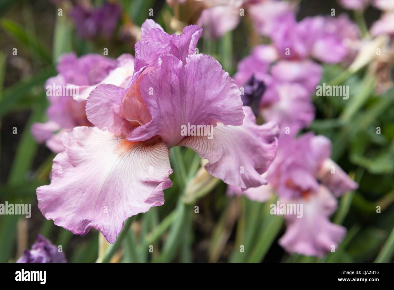 39+ Wilde Iris Pflanze, Die wunderschöne iris ziert jedes beet.