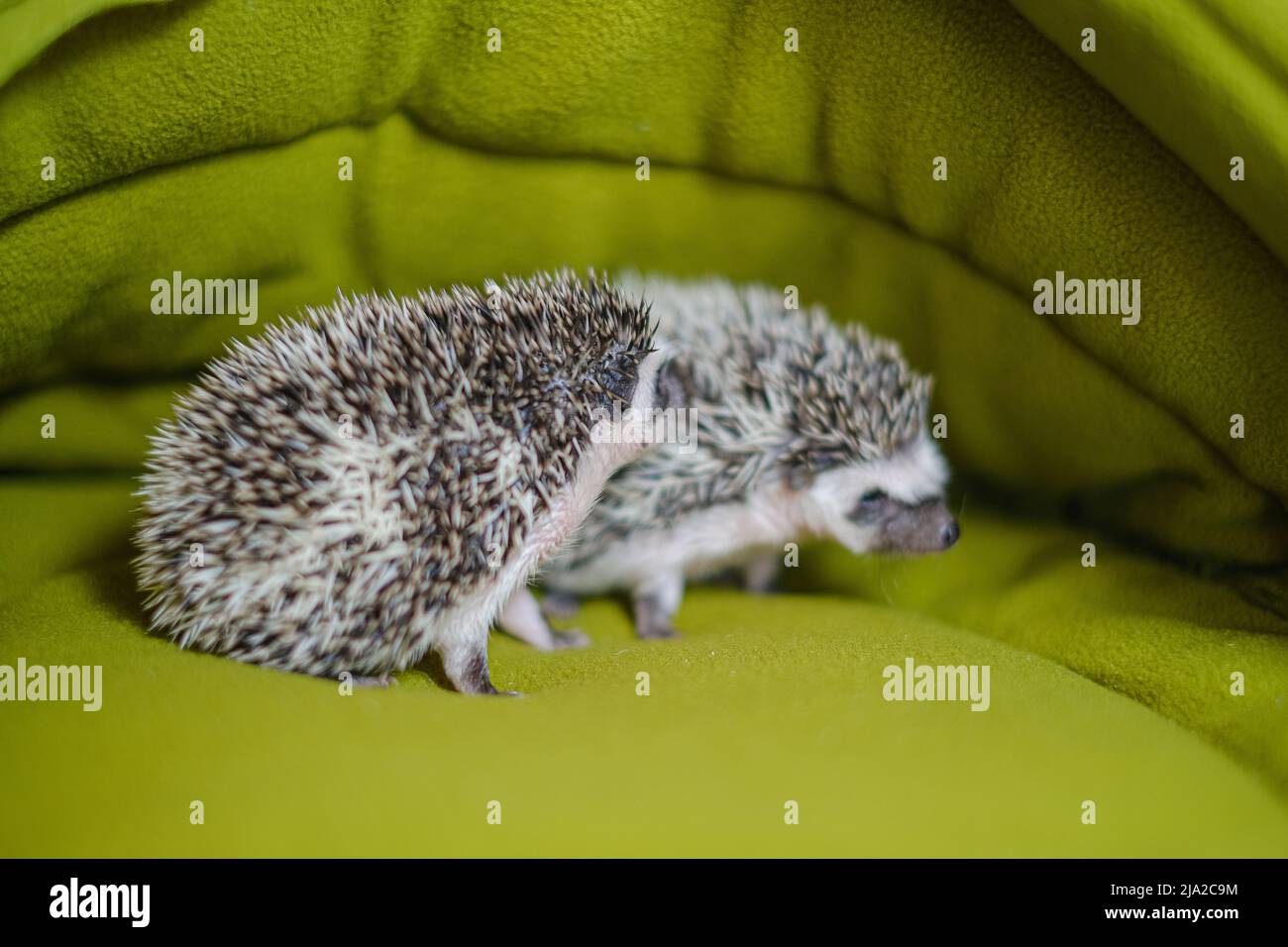 Afrikanische Pygmäe Igel. Baby Igel in einem grünen Haus.stacheliges Haustier.Haus für Igel.Grauer Igel mit weißen Flecken. Haustiere. Stockfoto