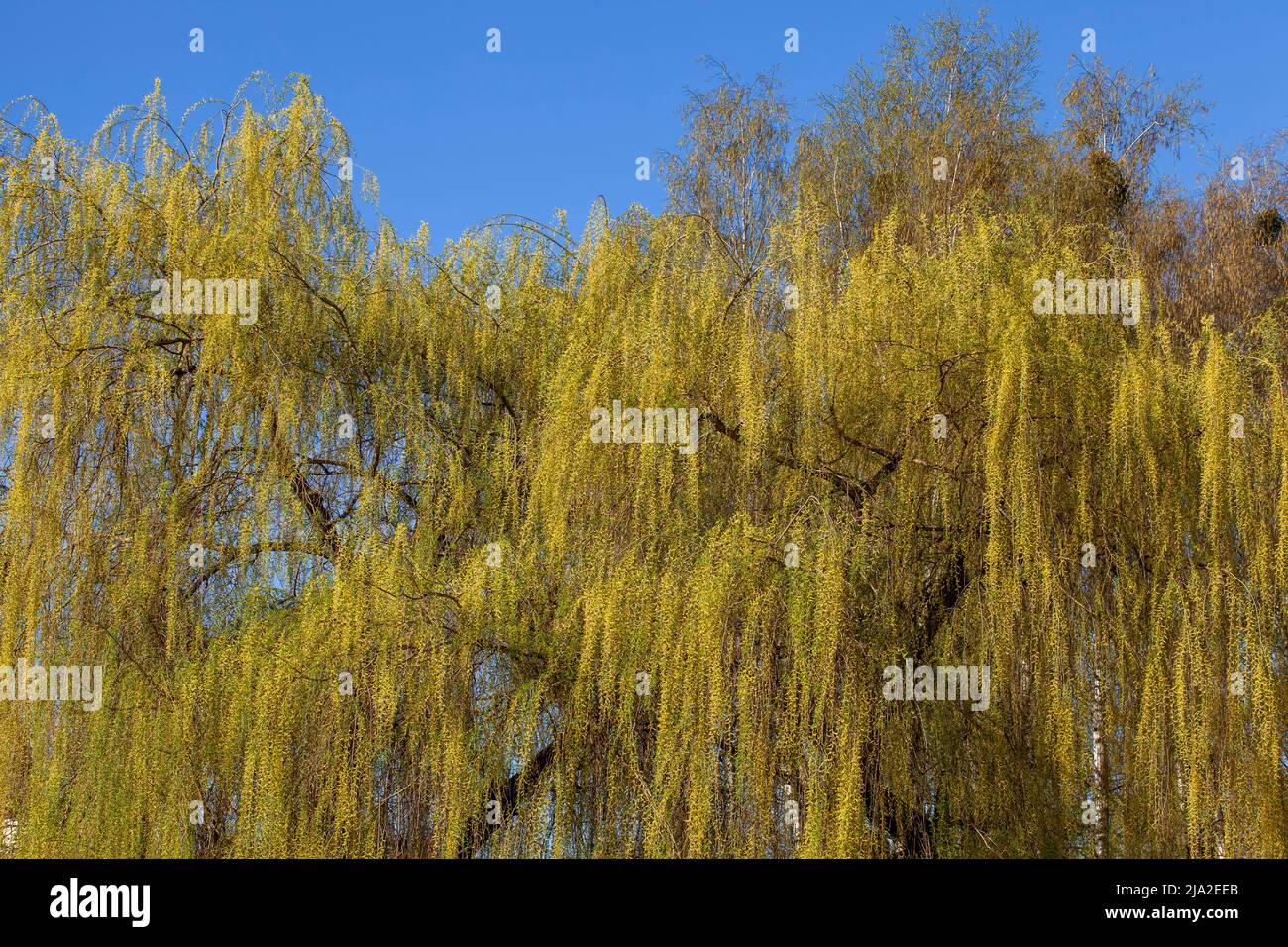 weidenbaum im Frühling blüht im Wald, Details von Weidenbaum mit gelben Blüten im Frühling Stockfoto