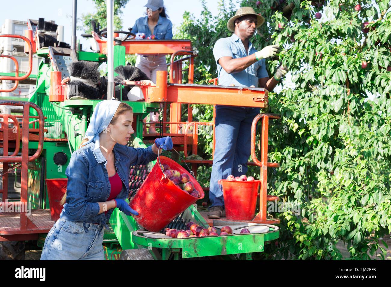 Multinationales Team von Landwirten, die an einer modernen Ernteplattform im Obstgarten arbeiten und Pflaumen pflücken Stockfoto