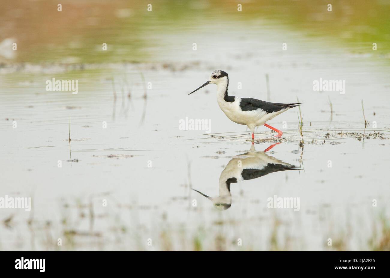 Weißer Stelze (Himantopus melanurus) watend in Sumpf mit Reflexion Stockfoto