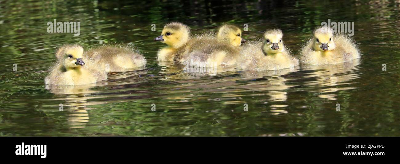 Kanadische Gänsebabys schwimmen auf dem See mit schönen Reflexen und grünem Vordergrund Stockfoto