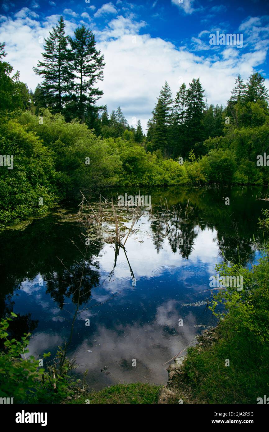 Kleiner Bergsee, der Wald und Himmel umgibt Stockfoto