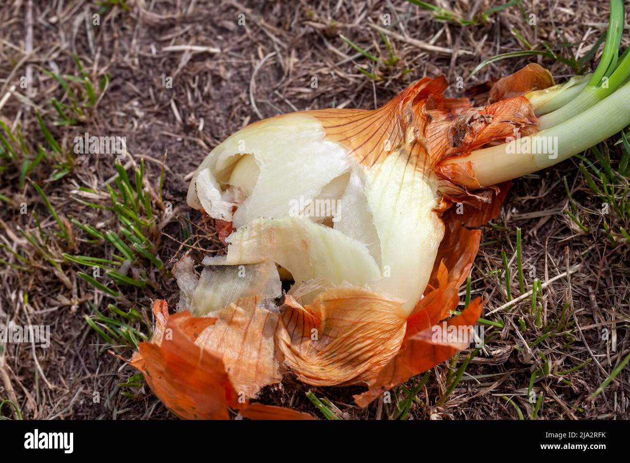 Alte verfaulende Zwiebeln auf das Gras geworfen, alte verdorbene Lebensmittel in den Müll geworfen Stockfoto