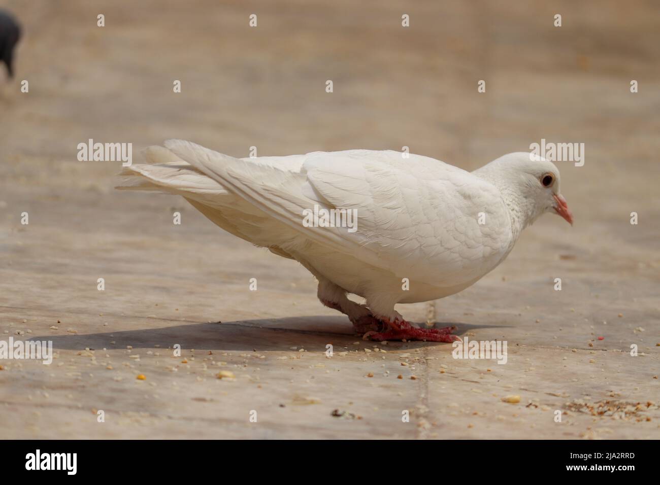 Weiße Taube mit ihrem seltsamen Aussehen Stockfoto Weiße Taube mit ihrem seltsamen Aussehen Stockfoto