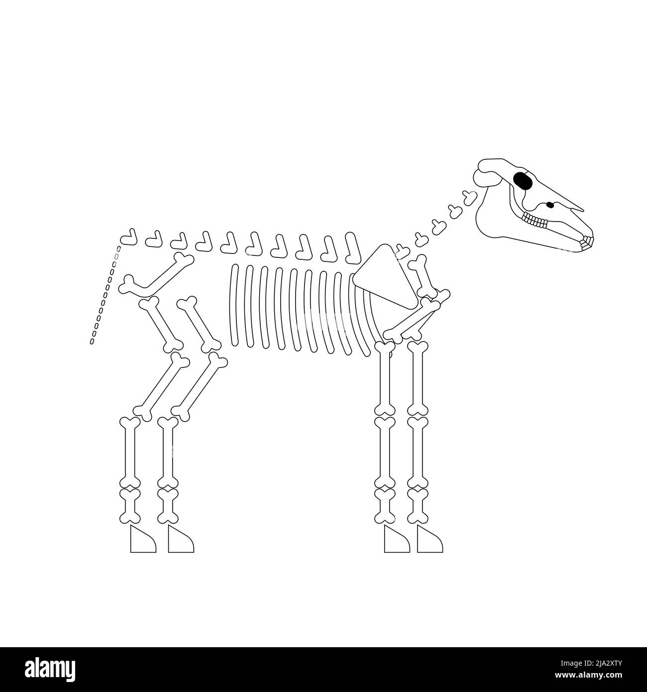 Pferd Skelett isoliert. Pferd Knochen Vektor-Illustration Stock Vektor