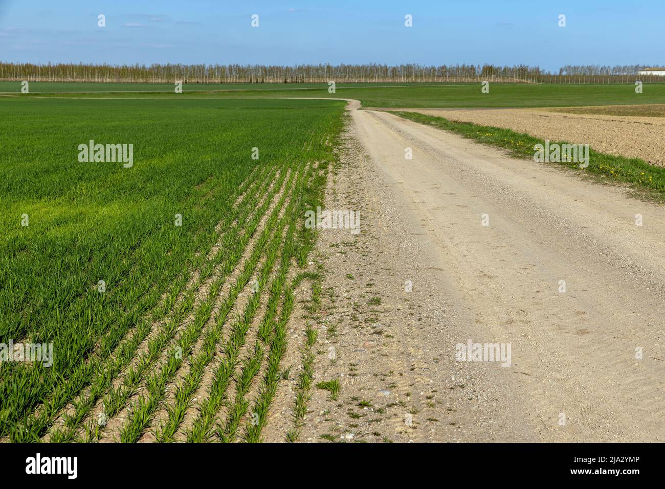 Eine unbefestigte Autobahn, entlang der grüne Pflanzen, Gras und andere Pflanzen in einem Feld mit einer unbefestigten Straße wachsen Stockfoto
