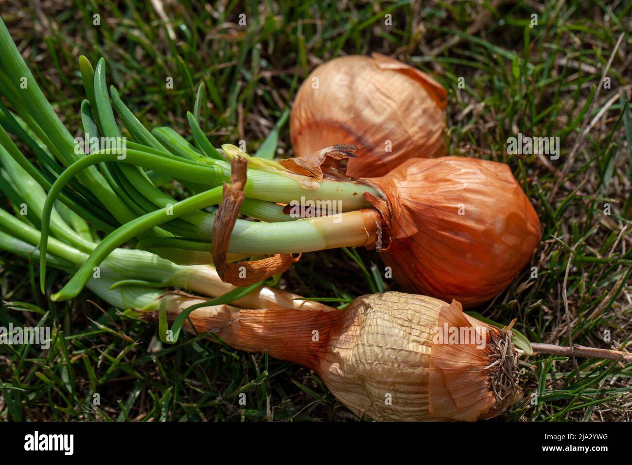 Alte verfaulende Zwiebeln auf das Gras geworfen, alte verdorbene Lebensmittel in den Müll geworfen Stockfoto