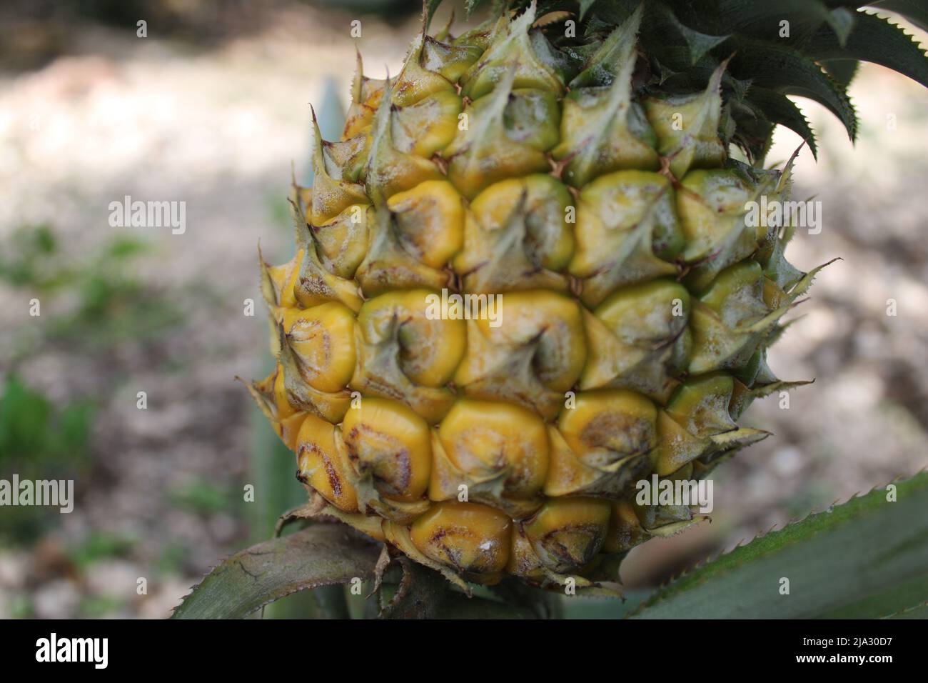 Eine kleine Königsananas, die in einem Garten in Port Moresby, Papua-Neuguinea, wächst. Eine Ananas des Königs hat Dornen, eine Ananas der Königin dagegen nicht Stockfoto