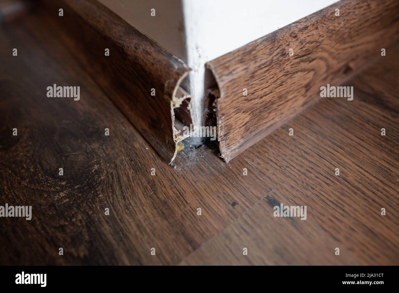 Braunes beschädigtes Sockelleiste ohne Ecke, mit Staub und Spinnennetz auf Holzboden und weiß zerkratzter Wand Nahaufnahme eines gebrochenen braunen Sockelleisten Stockfoto