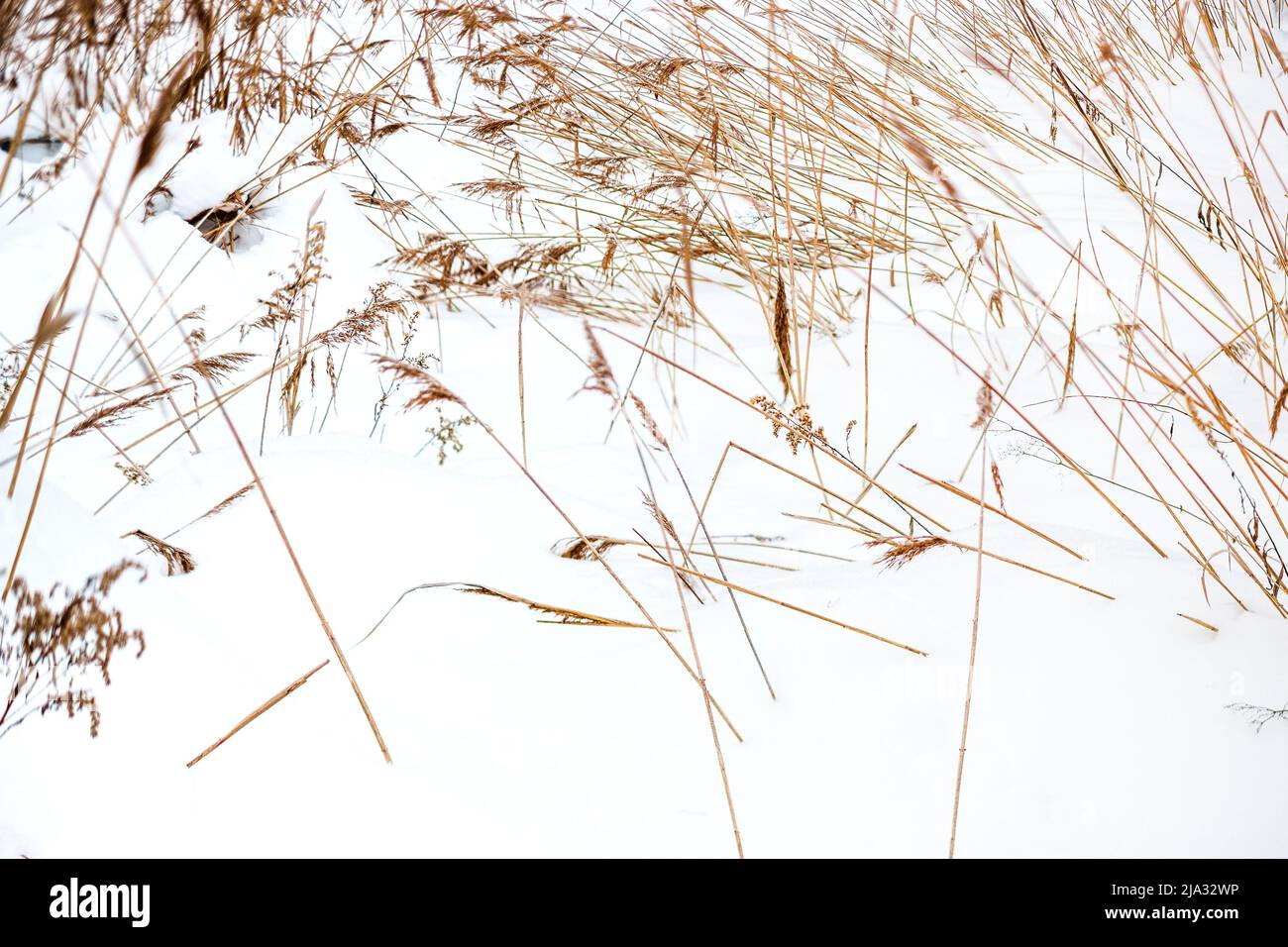 Gras oder Schilf bedeckt mit Schnee an einem windigen Wintertag, flacher Innenfrautenboden Stockfoto