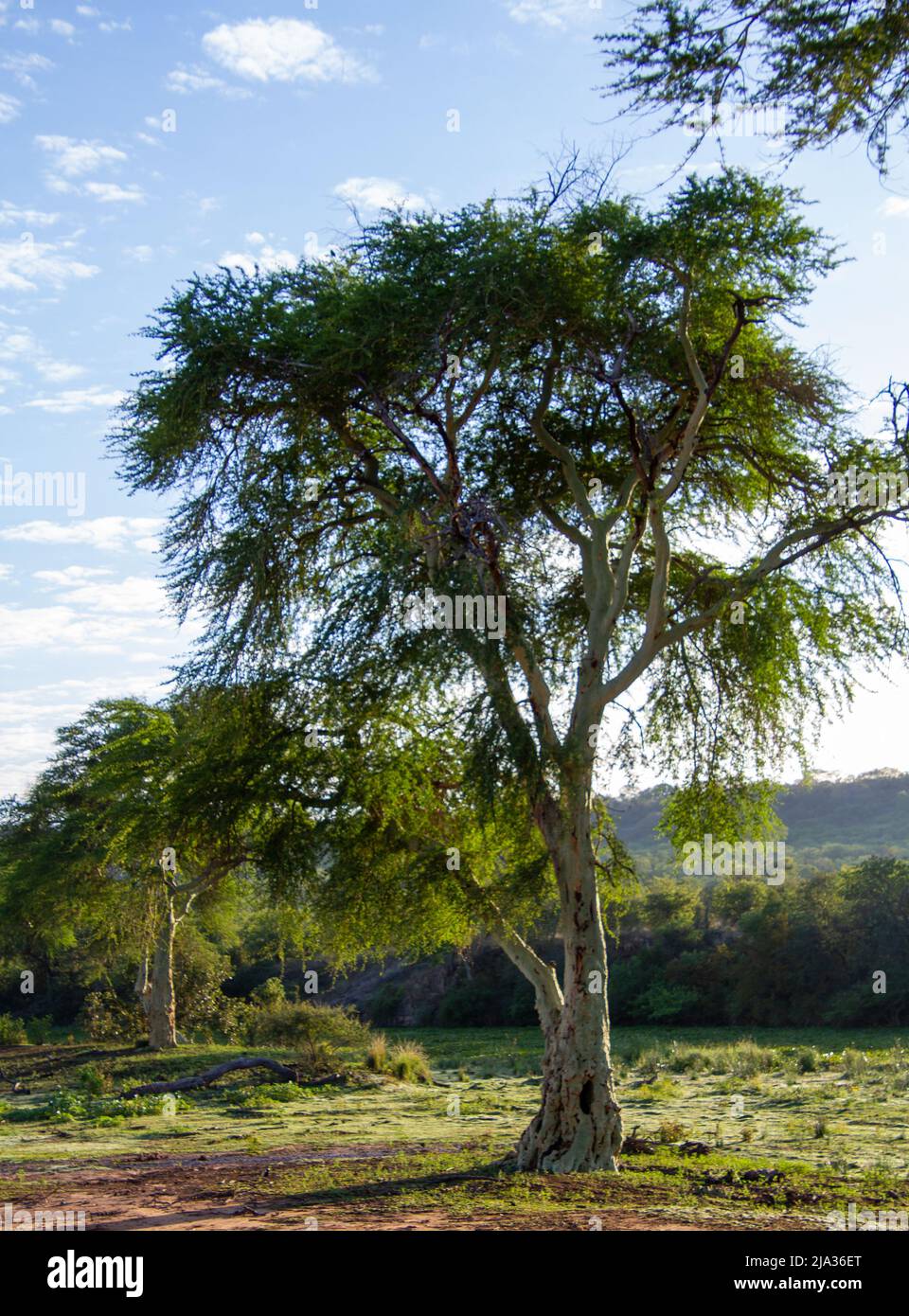 Fieberbäume am Ufer des letaba-Flusses im Krüger-Nationalpark in Südafrika Stockfoto