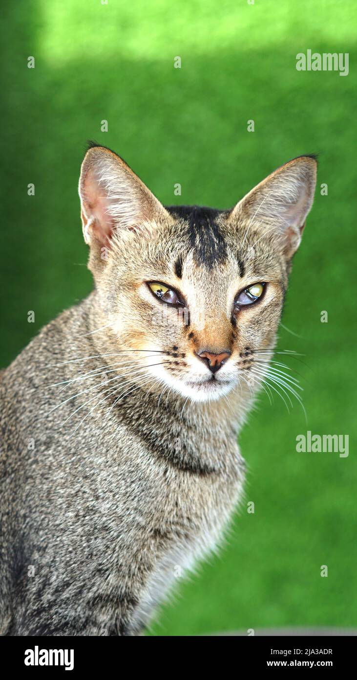Eine Katze mit einzigartigem Blick auf ihre Augen vor dem gree-Hintergrund Stockfoto