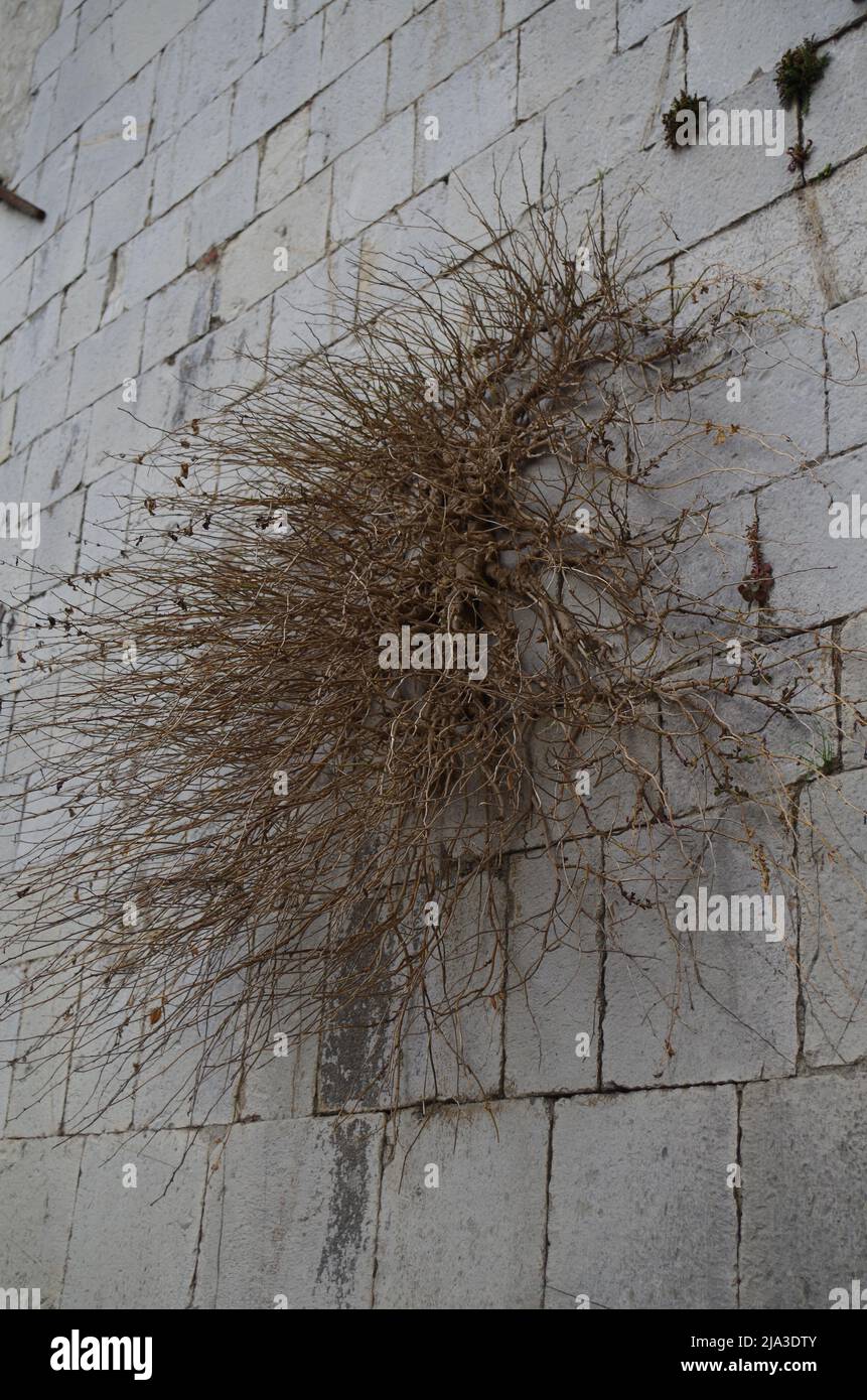 Italienische und französische Urlaubsziele. Stockfoto