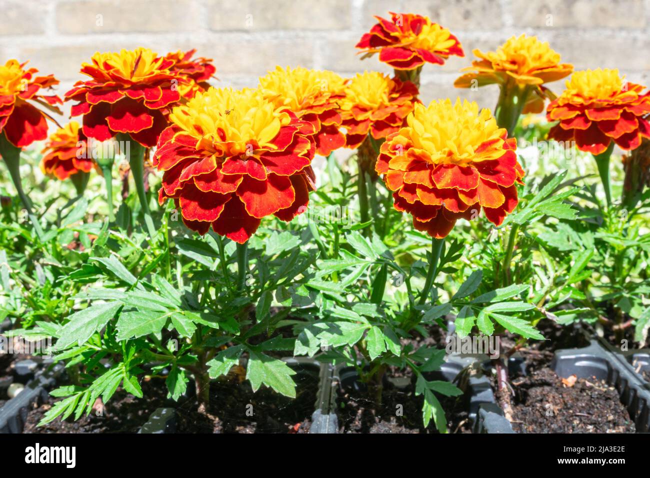 Detailreiches Bild von feurig rot-gelb gefärbten Ringelblumen (lateinischer Name: Tagetes) Stockfoto