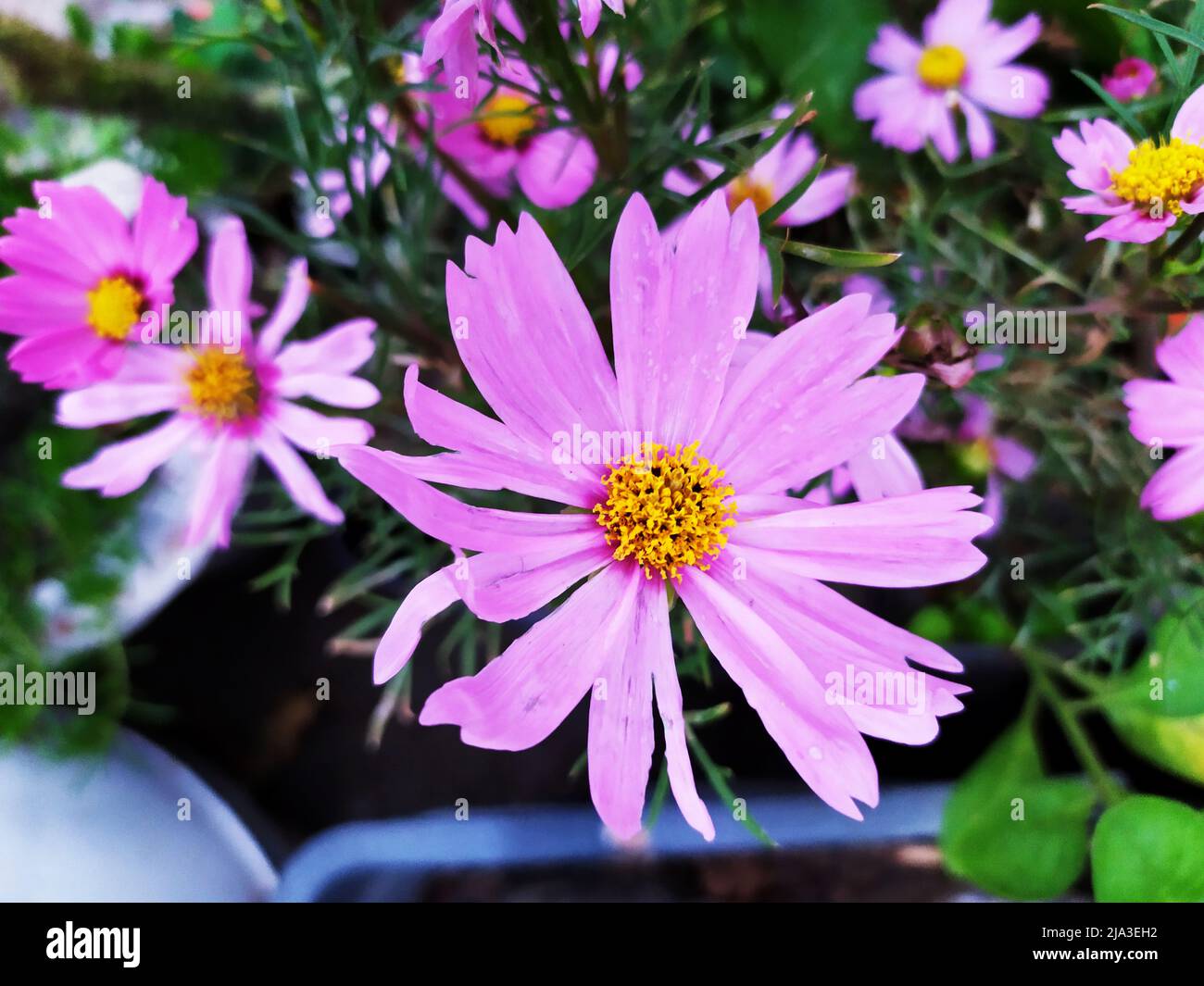 Sonnenblumenfamilie. Rosa Sternenblumen Stockfoto