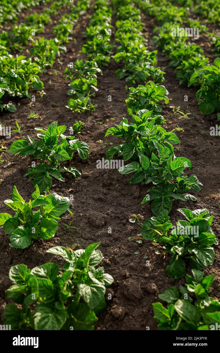 Kartoffelkeimling gepflanzt. Gemüsegarten, Landwirtschaft, ländliche, Geschäft Stockfoto