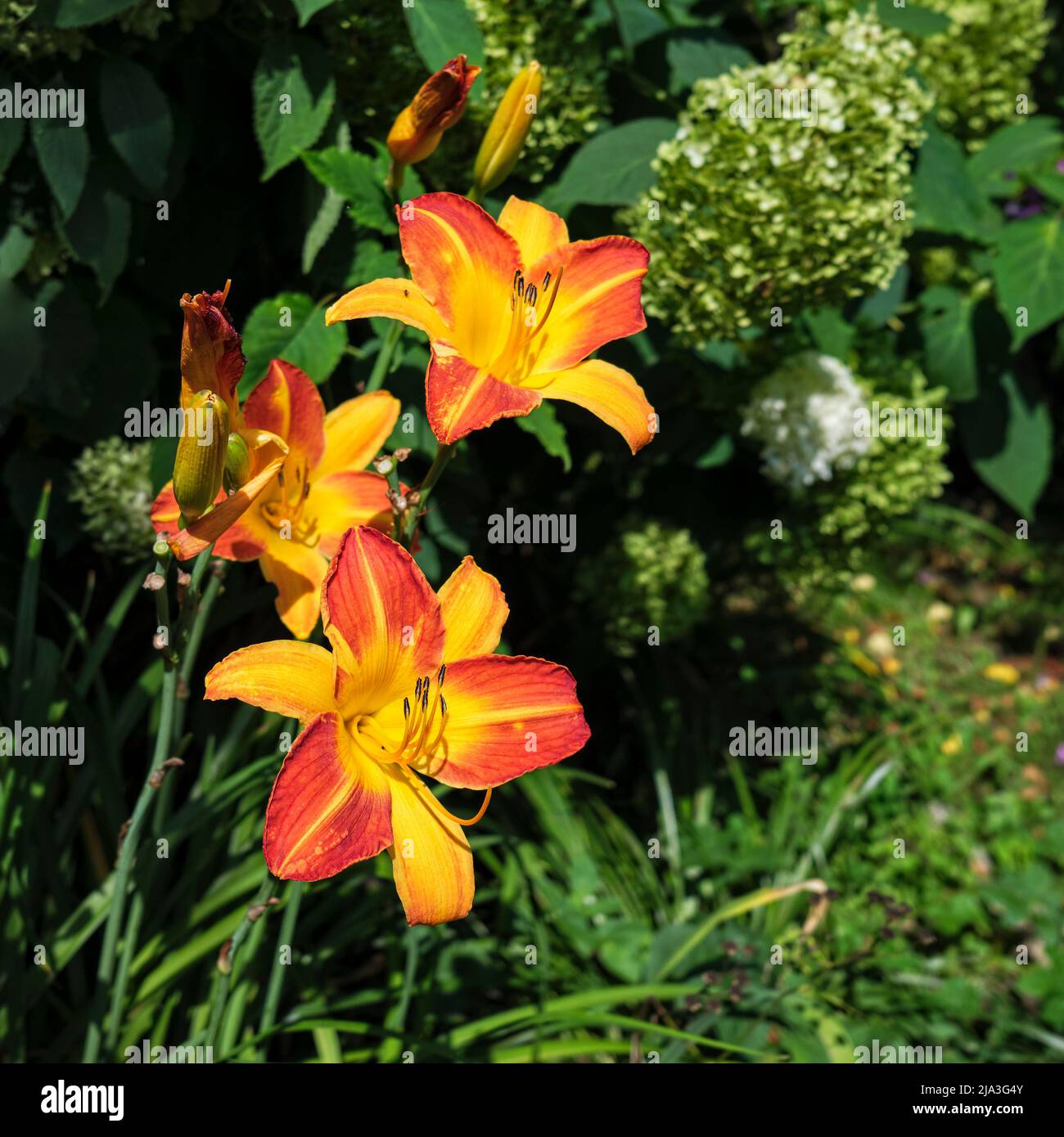 Orange Daylilie (Hemerocallis fulva) blüht im Garten. Stockfoto