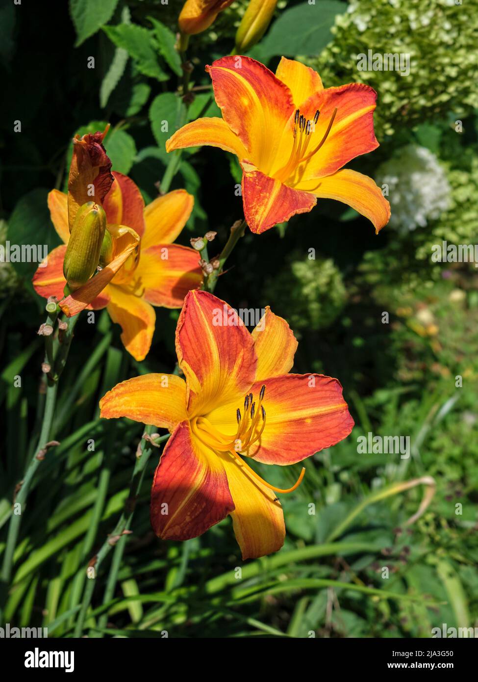 Orange Daylilie (Hemerocallis fulva) blüht im Garten. Stockfoto