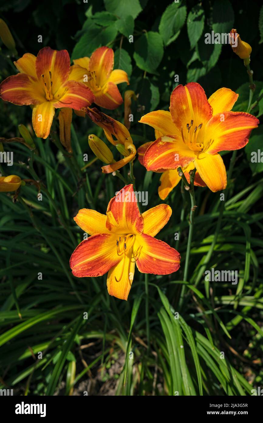 Orange Daylilie (Hemerocallis fulva) blüht im Garten. Stockfoto