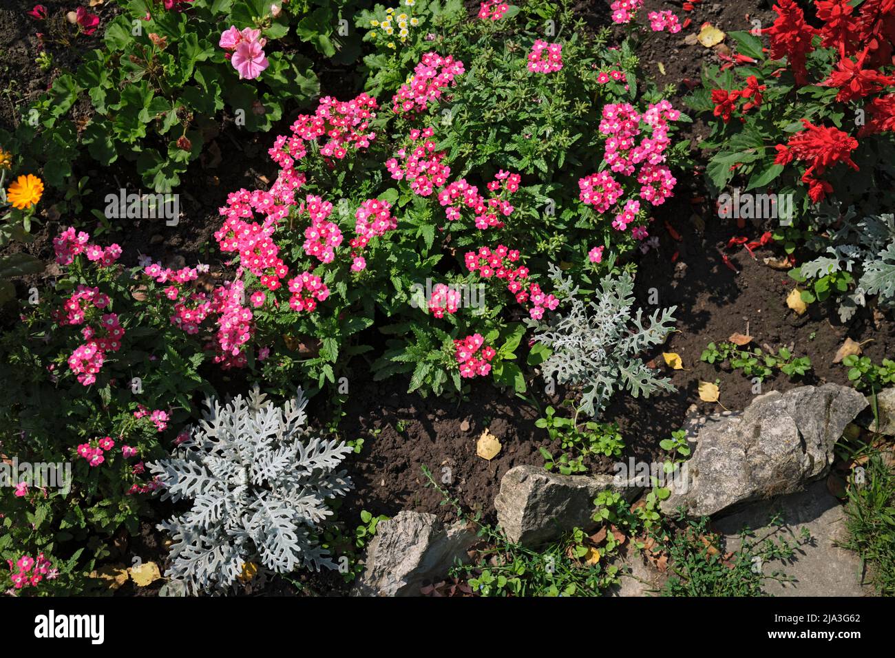Blumenbeet mit blühender Verbena (Hybridsorte). Stockfoto