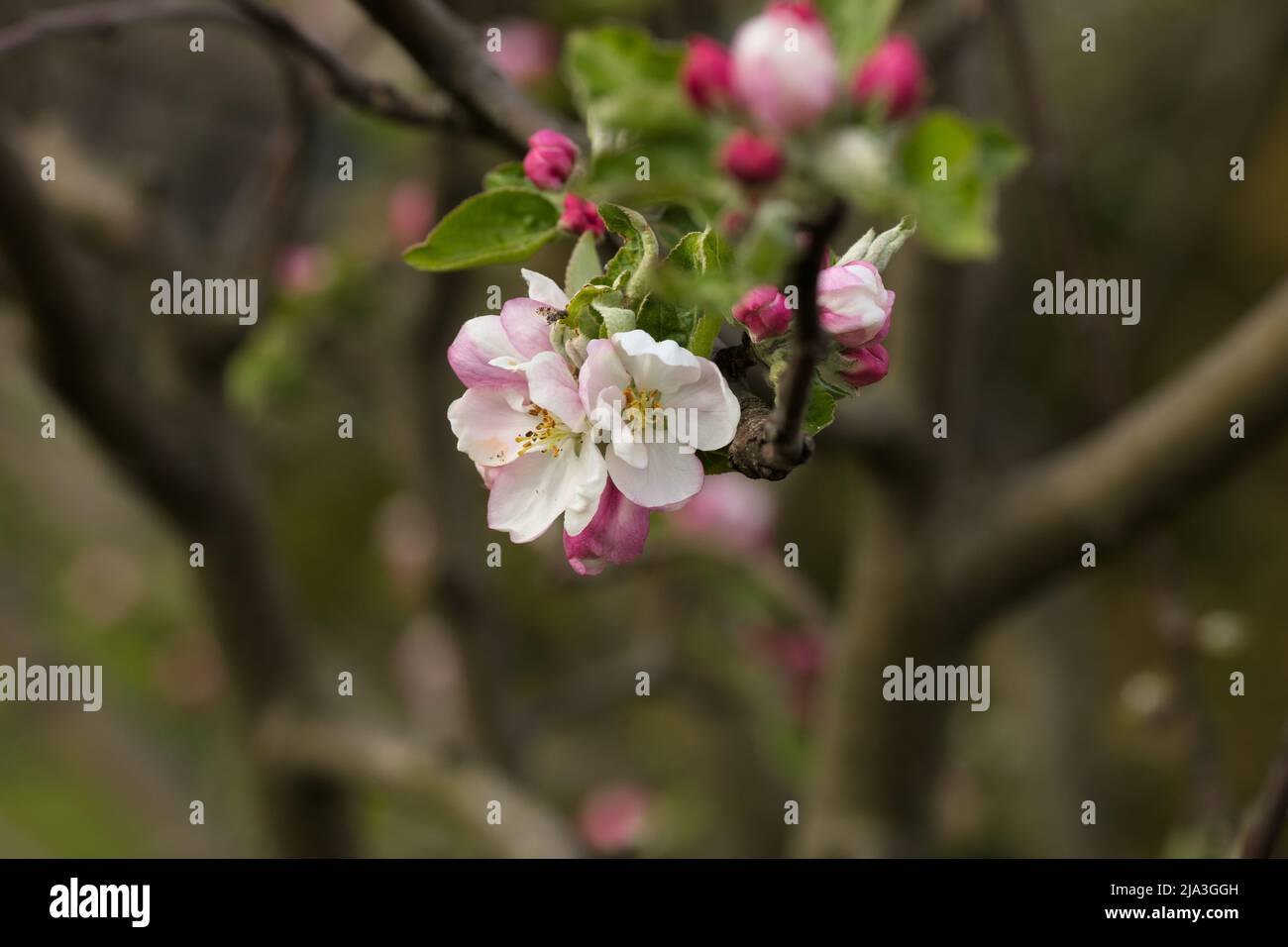 Schöne weiße und rosa Apfelblüten Stockfoto